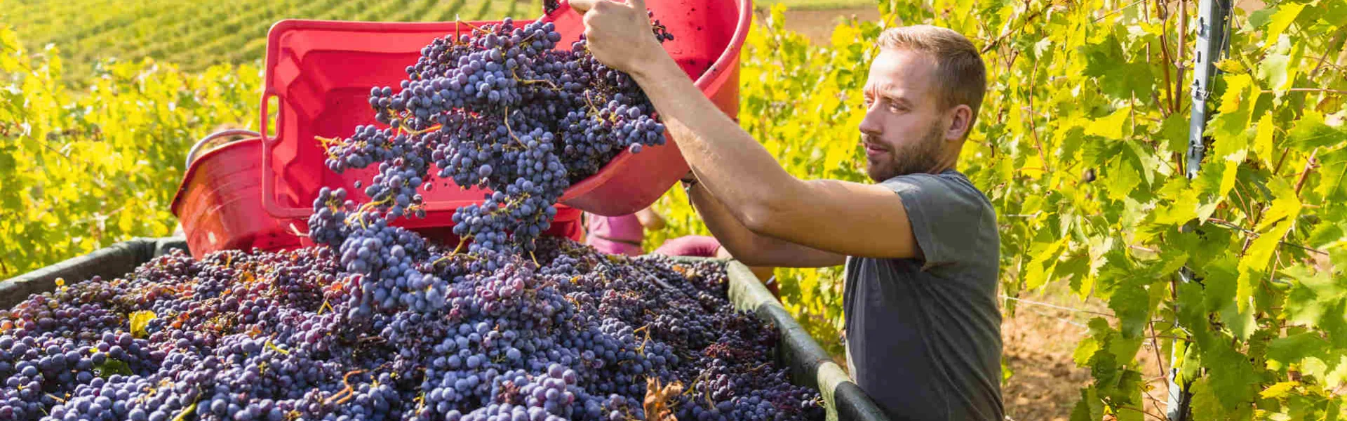 Soluzione per il raffreddamento dei mosti durante la vendemmia