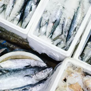 Pesce - Crostacei - Criogenia Alimentare