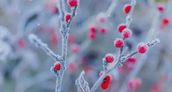Criogenia Alimentare Air Liquide