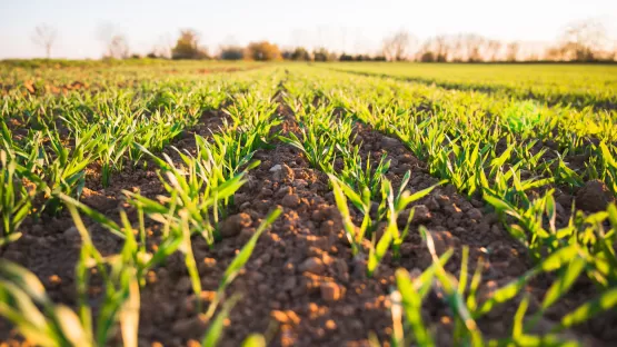 Agricoltura