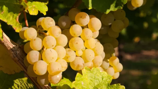 Proteggere il mosto dall'ossidazione