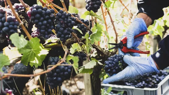 Raffreddare il raccolto