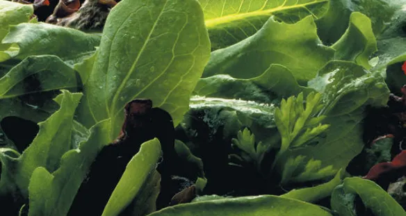 ALIGAL™ 1: azoto (N₂) alimentare in forma gassosa