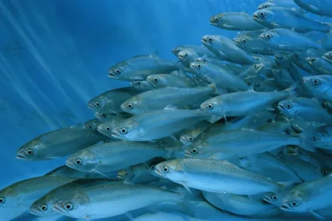 Salmone rosso che nuota in acquacoltura.