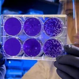 coltura delle celle-farmaceutica e biotech