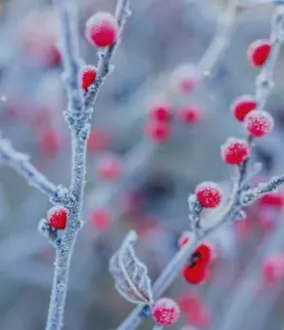 Criogenia Alimentare Air Liquide