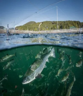 fish farm Air Liquide