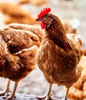 Étourdissement des animaux avant abattage