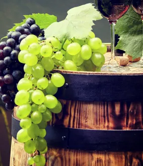 Soluzioni per la produzione dei migliori vini