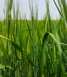 Solutions pour une agriculture durable