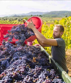 Soluzione per il raffreddamento dei mosti durante la vendemmia