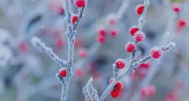 Criogenia alimentaria