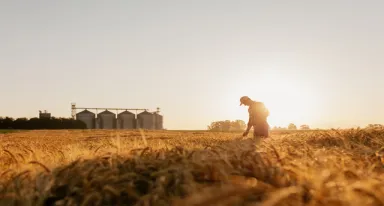 Solution de désinsectisation des produits agricoles stockés.
