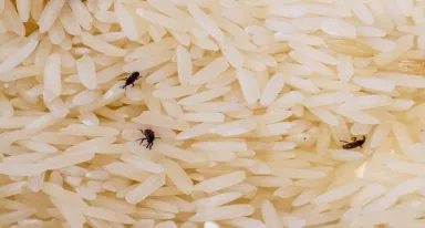 Les insectes déprédateurs des denrées stockées : une menace silencieuse mais redoutable